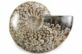 Polished Ammonite (Cleoniceras) Fossil - Madagascar #365027-1